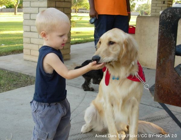 犬のボディコントロールのしつけ ハンドリングに慣らしどこを触られても怒らないようにする 子犬のへや