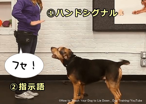 犬に伏せのハンドシグナルを見せるタイミングは指示語の直前