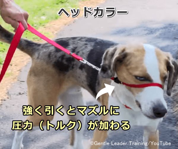 犬のヘッドカラー～強く引けば引くほどマズルにかかった輪にトルクが加わり、前方に進めなくなる