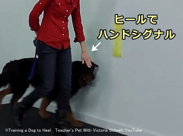 犬がヒールポジションにつく瞬間ハンドシグナルを見せてあげる