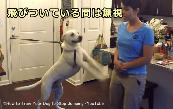 ハイパーアクティブな犬や力が強い犬はリードで拘束してタイムアウトを用いる