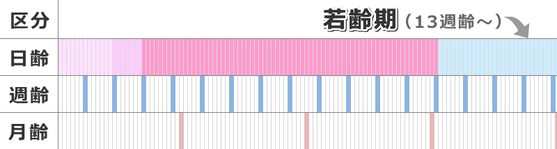 社会化期が終わる生後14週齢ころから6ヶ月齢までが若齢期