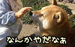 犬に対する嫌悪刺激（罰）の中で最もよくないのは、人の身体の一部を用いて苦痛を与える体罰