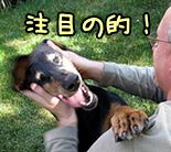 犬にとっては、飼い主の関心や注目を得ること自体がごほうび（強化刺激）になっている