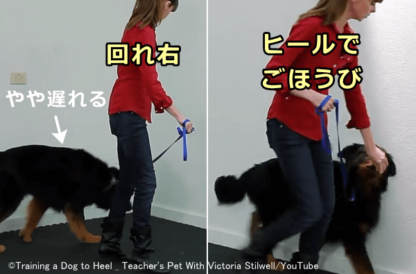 ごほうびを与えるタイミングは、犬がヒールポジションに着いた瞬間