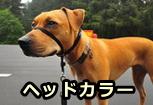 犬の引っ張り防止アイテム「ヘッドカラー」