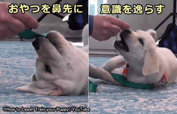 犬がリードに噛み付くときはごほうびを鼻先にちらつかせて意識をそらす