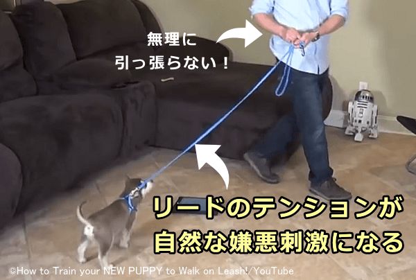 犬がリードを引っ張ることによって発生した圧力が自然と天罰（嫌悪刺激）になってくれる