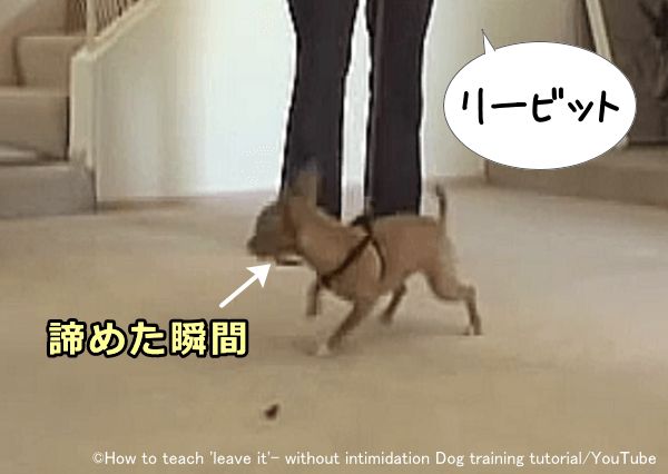 犬が床に落ちているものから注意を逸した瞬間「リービット」などの指示語を発する