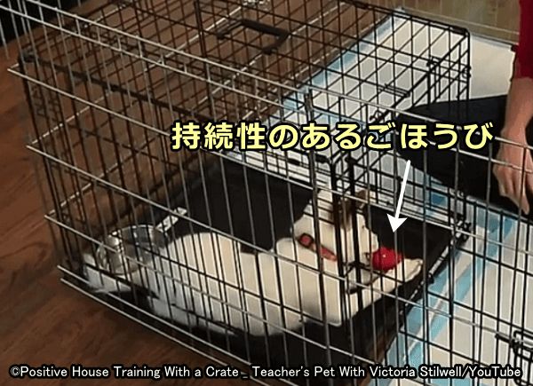 持続性のあるごほうびを犬に与えてハウスは楽しい場所であると覚え込ませる