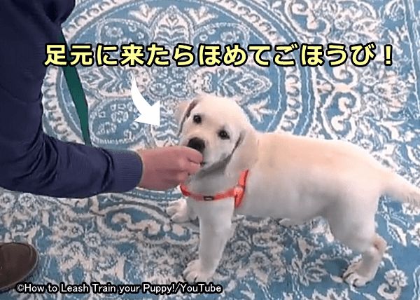 犬が自発的にリードを緩めて飼い主の足元に来たらほめてごほうび