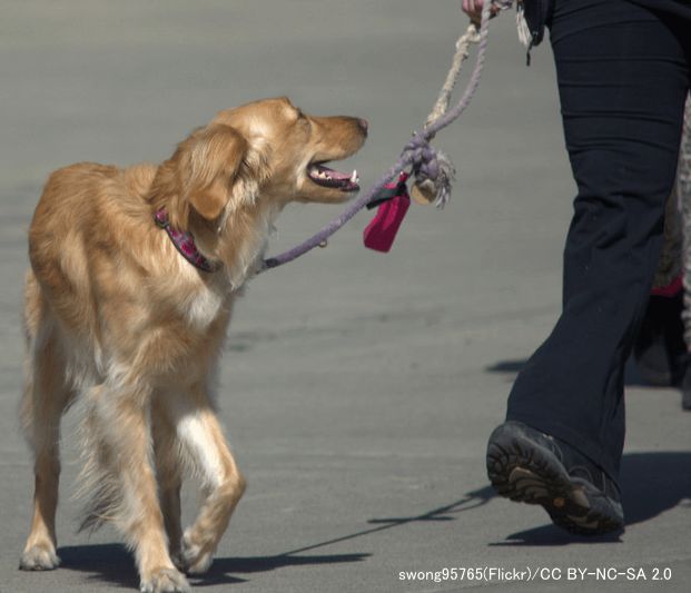 リーダーウォークとはリードが緩んだ状態で犬が自発的に飼い主について歩くこと