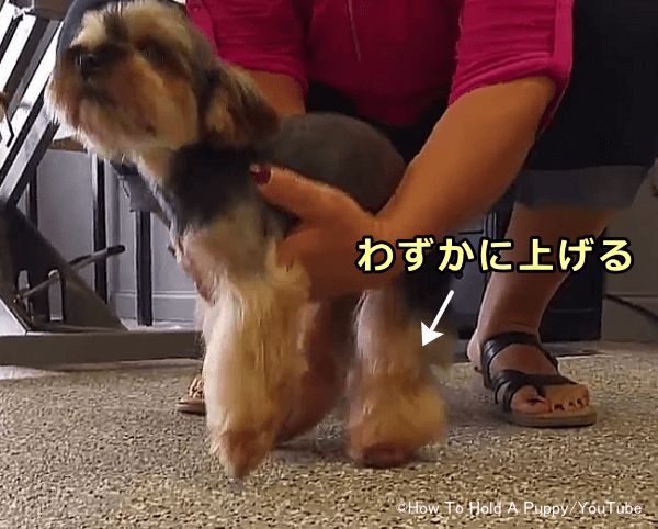 犬の後ろ足が軽く浮き上がることに慣れさせる