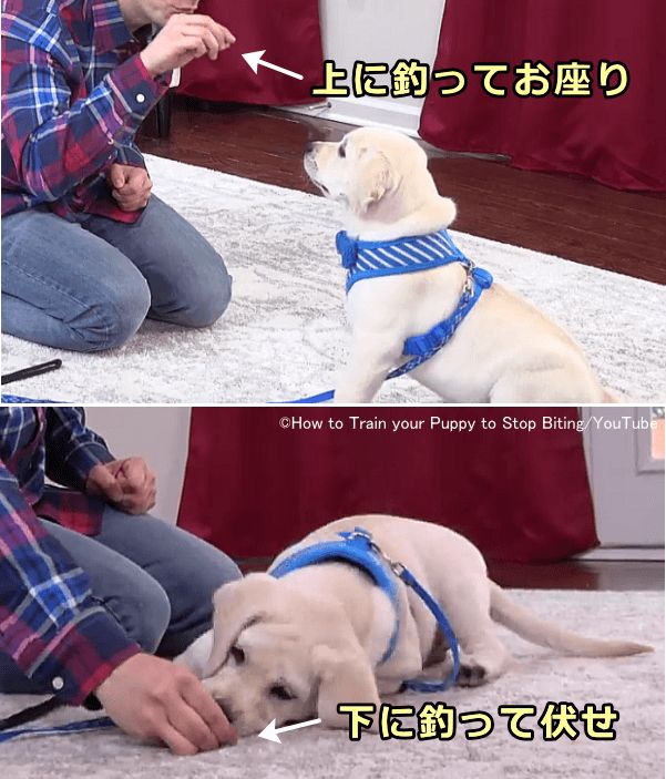 犬 噛む しつけ