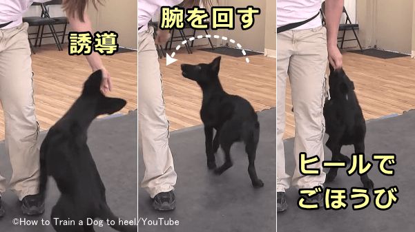 犬をヒールポジションにさせるためにはごほうびを持った手で犬を誘導する