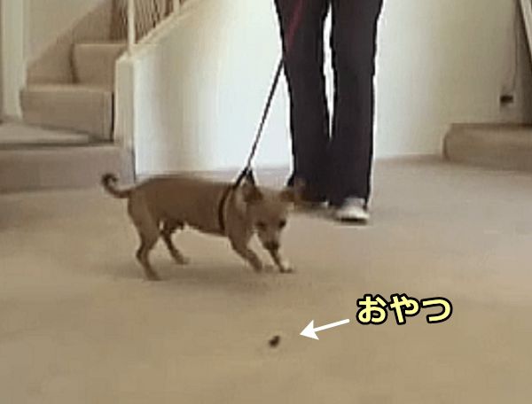 床や地面に落ちているものを食べようとしてもリードが邪魔する状態を作る