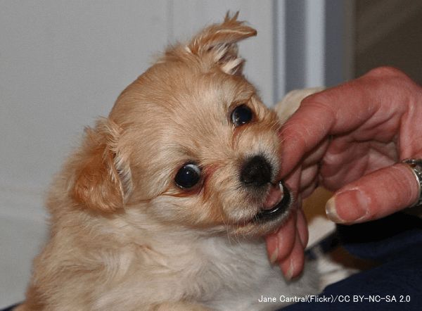 犬の噛み癖をしつけ直す 物や人の手を噛む理由と効果的にやめさせる方法 子犬のへや