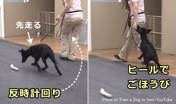 勇み足で前に出た犬がヒールポジションに戻った瞬間ごほうびを与える