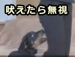 犬が吠えたタイミングでタイムアウト発動