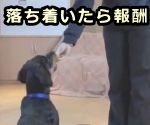 犬が吠えるのをやめて落ち着いたタイミングでごほうび