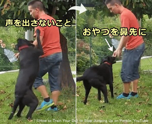 鼻先にいい匂いがするおやつを掲げることで犬の飛びつき行動を中断する