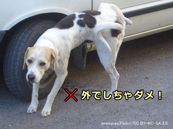 屋外を犬の排泄場所にしてはいけない