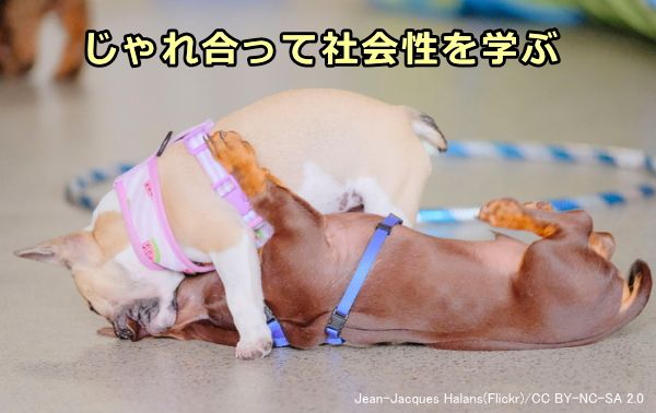 子犬たちは自然なじゃれ合いを通じて社会性を学ぶ