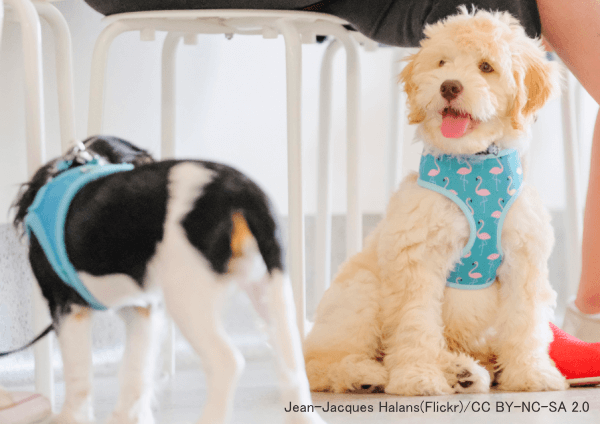 パピークラス(パピーパーティ)では子犬たちの自然な交流を促す