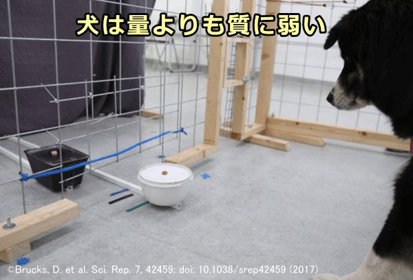 質の良いおやつと量が多いおやつがあった場合、犬は質の良いおやつを選ぶ可能性が高い