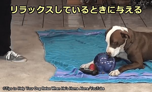 飼い主がそばにいるときのリラックス状態と中性刺激をリンクする