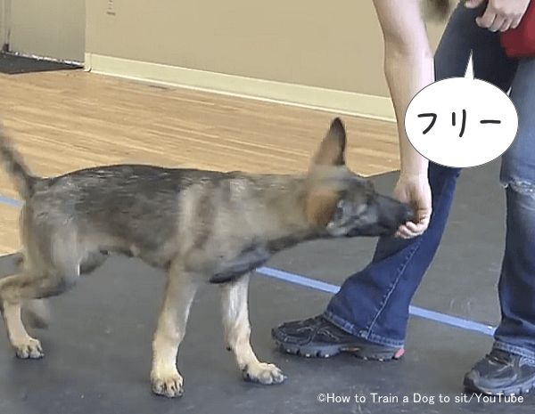 ただ単に犬を呼び寄せるのと、静止状態から呼び寄せるのは違う