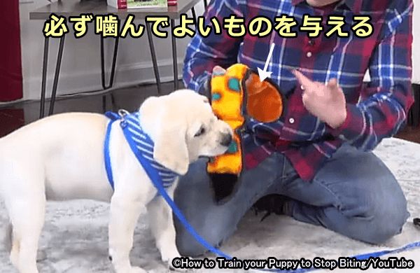 犬がうまく人の手を噛むのをやめた後は、噛んでもよい物を与えること