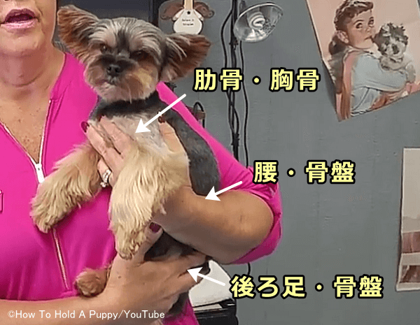 超小型犬の正しい抱っこの仕方
