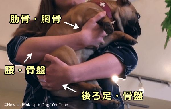 小型犬の正しい抱っこの仕方