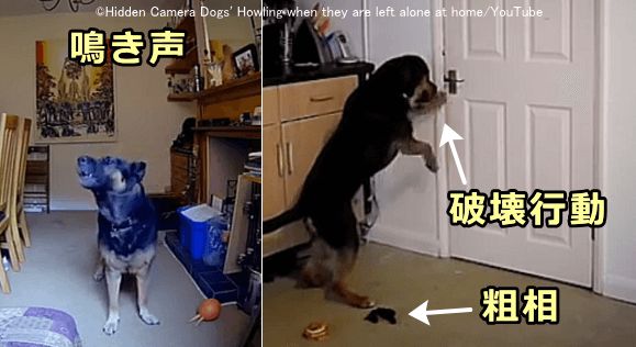 犬の留守番のしつけ 分離不安を軽減してケージやサークル内におけるストレスを最小限に抑える方法 子犬のへや