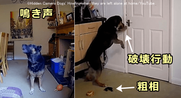 犬の分離不安の三大症状は鳴き声、粗相、破壊行動