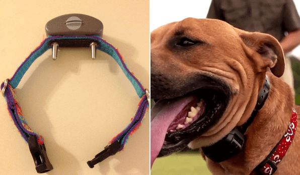犬の首輪に電流を流す「電気ショックカラー」は国によっては動物虐待として扱われる