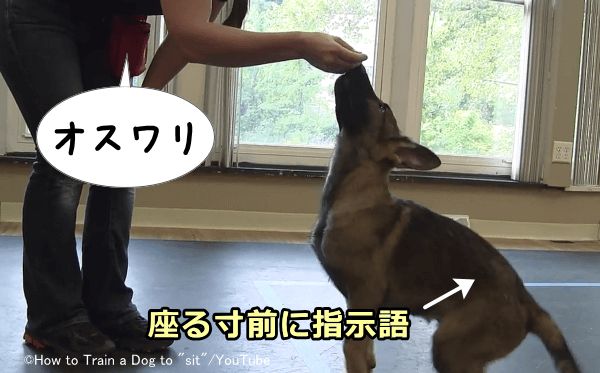 犬にお座りの指示語を出すタイミングは腰を下ろす寸前