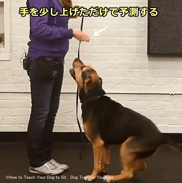 手を軽く持ち上げるだけで、犬はおやつをゲットするための行動を予測できるようになる