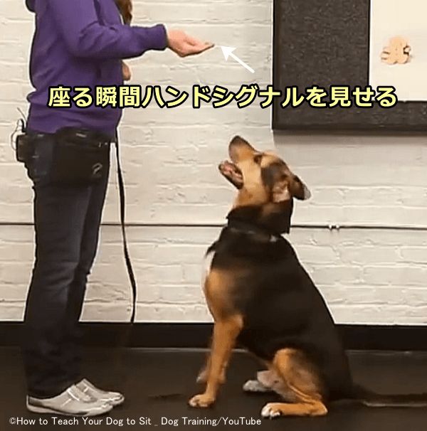 犬が座る瞬間ハンドシグナルを見せる