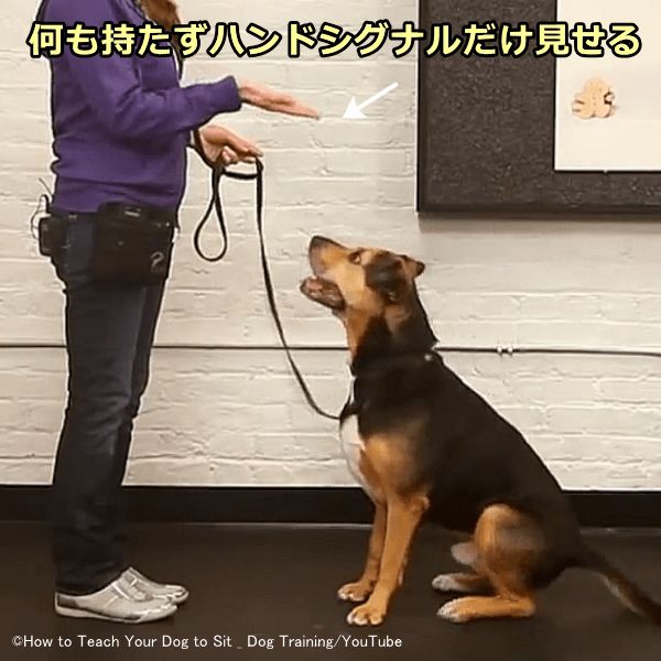 ハンドシグナルを見せただけで犬がお座りの姿勢を取ってくれたら成功