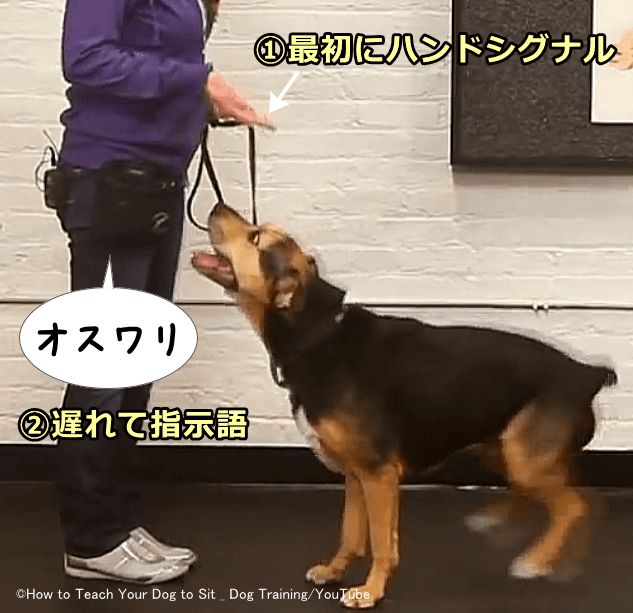 犬のお座りのしつけ 飼い主の正面でも横でも自然に腰を下ろせるようになる教え方 子犬のへや