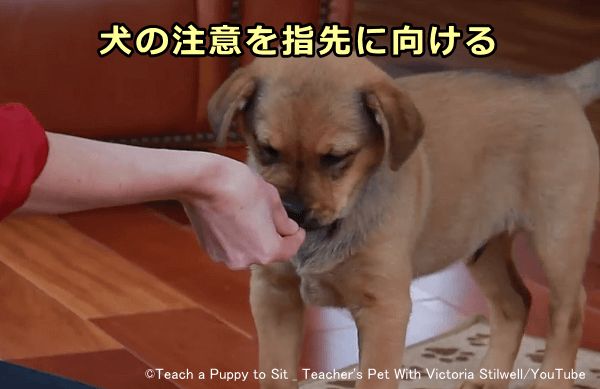 ごほうびを指先に持って犬の注意を向けさせる