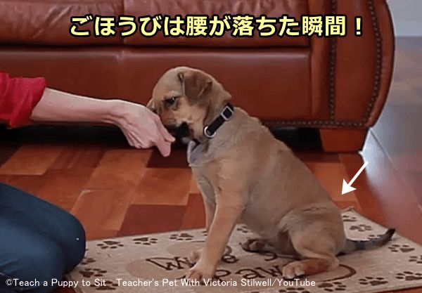 犬が後ろ足をたたんで腰を下ろした瞬間にごほうびを与える