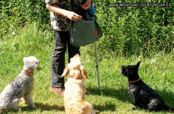 犬のお座りのしつけ 飼い主の正面でも横でも自然に腰を下ろせるようになる教え方 子犬のへや