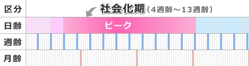 4週齢～13週齢が犬の社会化期