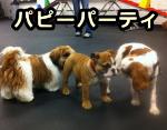 子犬同士の社会化を促進するパピーパーティ（パピークラス）