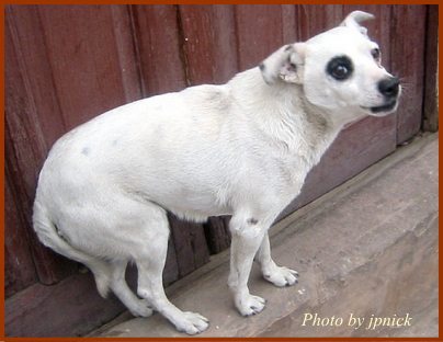 恐怖心に狩られた犬の典型的な姿勢