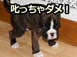 犬がおしっこやウンチの失敗をしても叱らないのが原則