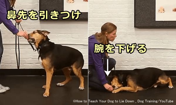 犬の鼻さきをおやつで床に誘導することによって伏せの姿勢をとらせる